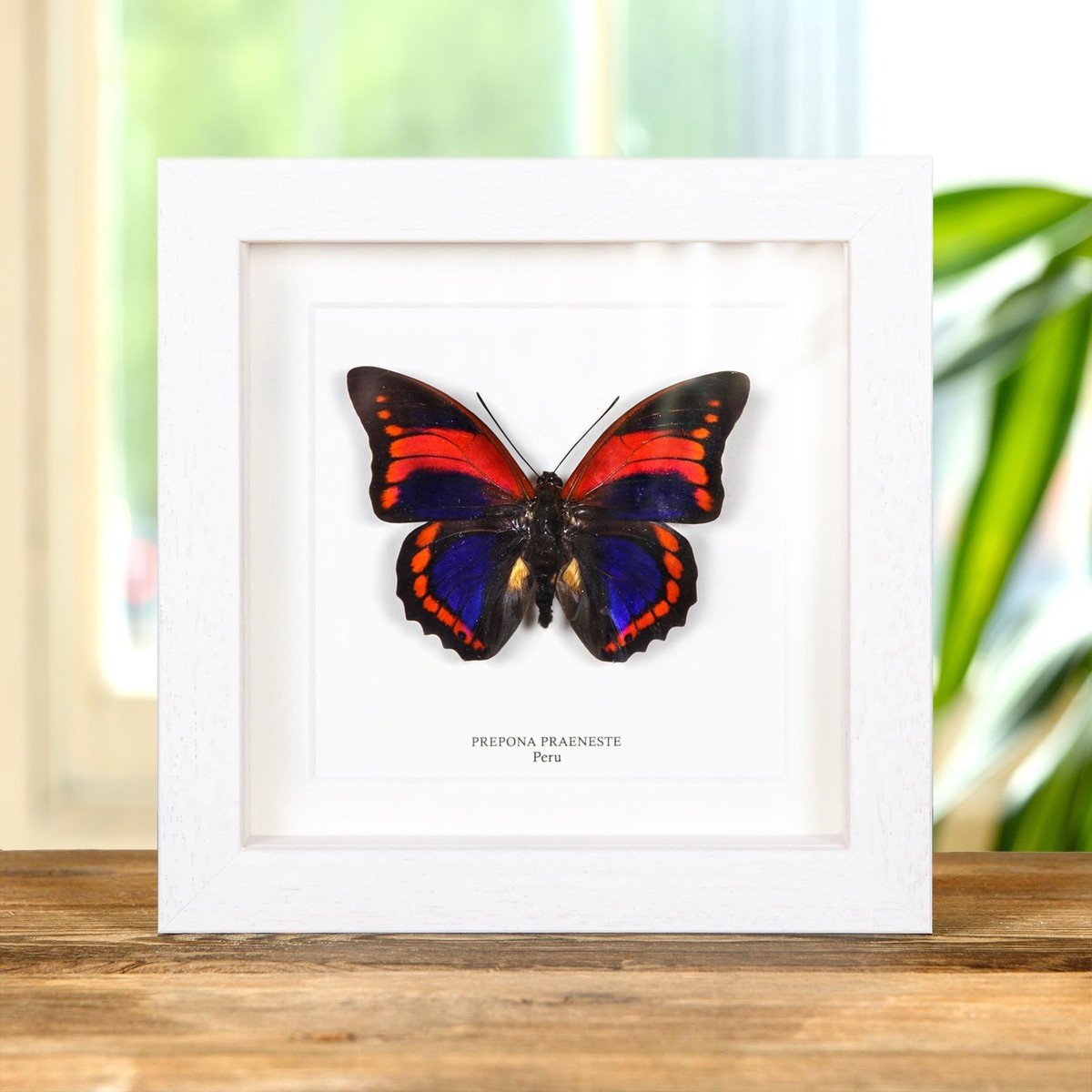 Taxidermy Prepona praeneste Butterfly from Peru in Box Frame