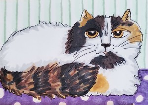 British Longhair Calico Cat Aceo Original Miniature Art Painting