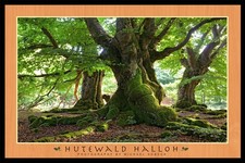 Poster Fotografie Hutewald Halloh Urwald Wald Bäume Baum Natur Wandbild 62x93 cm