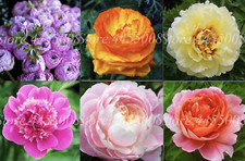 25pc PEONY SEEDS Garden Plant Flower blossom exotic USA seller FREE shipping b