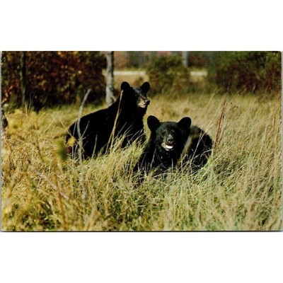 Bear Bear Pair Vintage Postcard 3.5'' x 5.5'' Greetings from Plymouth Wisconsin