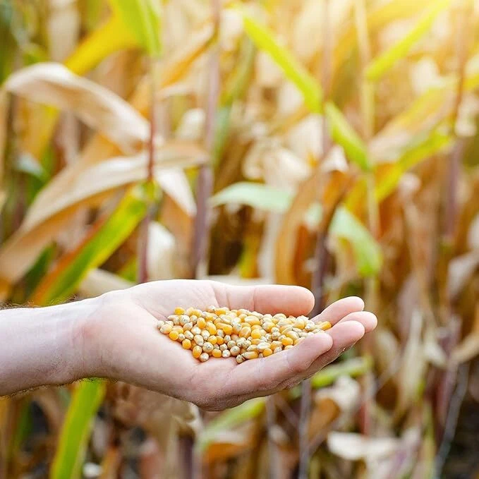 Paragon - Bolsa a granel Paragon divertida fabricada maíz amarillo, 50 libras Foto 4 de 4