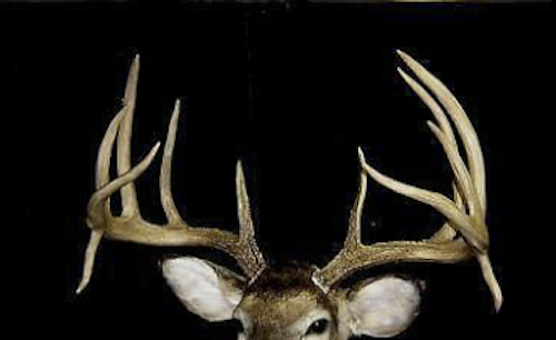 Antler Do-All Outdoors Iron Buck Antler Mount Kit, Trophy Mounts