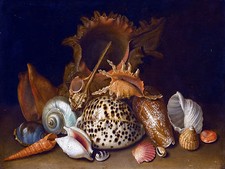 STILL LIFE SEA SHELLS Tile Mural Kitchen Bathroom Wall Backsplash Marble Ceramic