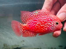 Super Kamfa Golden Base GB F0.5 F1 - Strong Body Full Red Peeled Flowerhorn PNPV