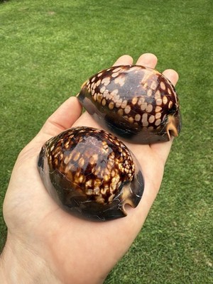   STUNNING SET OF 2 HAWAIIAN HUMPBACK CHOCOLATE COWRIE SHELLS SEASHELLS  