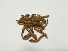 Live Mealworms  (1k -10k All Sizes) -- Free Shipping-- Perfect for Bluebirds