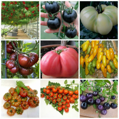 450 Semi Di Pomodoro Rari In Mix 9 Varietà + Omaggio - Senza Marca