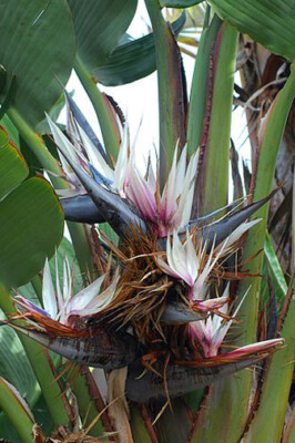 Strelitzia nicolai Giant Black Bird of Paradise 8 seeds | eBay