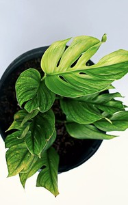 Monstera Pinnatipartita Raro Aracea Ebay