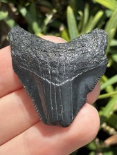 Natural Beautiful 1.59” Megalodon Tooth Fossil Shark Teeth