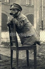 WW2 Photo Picture Dog in German uniform WWII 230