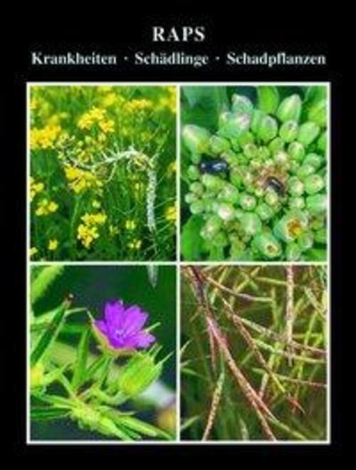 Thumbnail - Volker H. Paul | Raps | Buch | Deutsch (2013) | Agroconcept Gmbh
