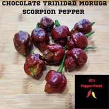 12 Trinidad Moruga Scorpion Hot Peppers (Chocolate) Seeds
