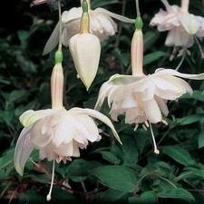 Fuchsia Giant Trailing 'Pink Marshmallow' Summer Garden Plug Plants Pack x6  