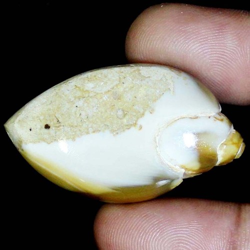 95.25CT 100% Natural Fossil Snail Druzy Agate 27X48X10mm Fossillized Druzy BC-19 - 第 2/11 張圖片