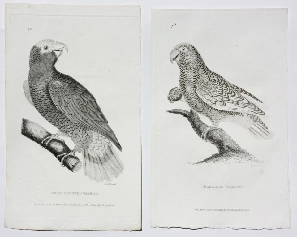 Moses Griffith (1747-1819), Folge von 8 Kupferstichen, Papageien, Parrots, 1811 - Bild 2 von 4