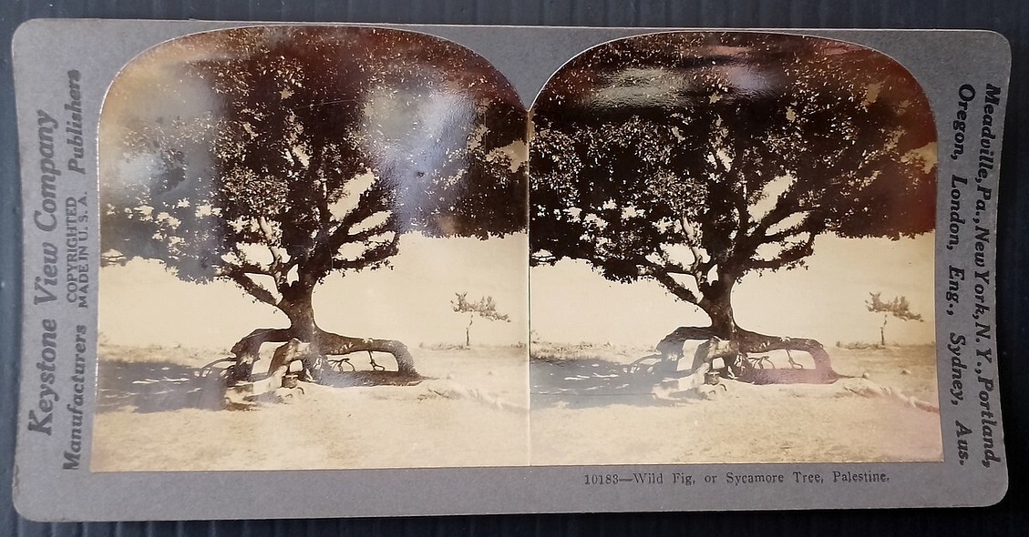 Foto estéreo Underwood figura salvaje o árbol sicómoro, PALESTINA