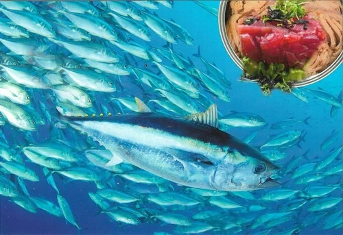 SPAIN. POSTAL STATIONERY. RED TUNA. GASTRONOMY. POSTMARK. CADIZ. 2025