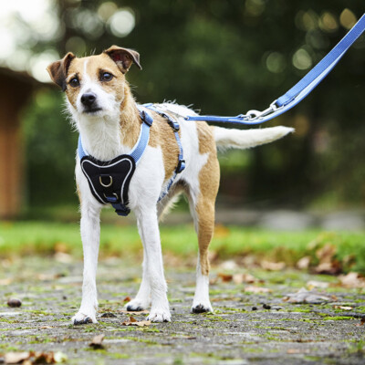 Wolters Professional Comfort Hundehalsband – Aqua/Azur, Halsumfang 25–30 Cm, Mit Neopren-Polster