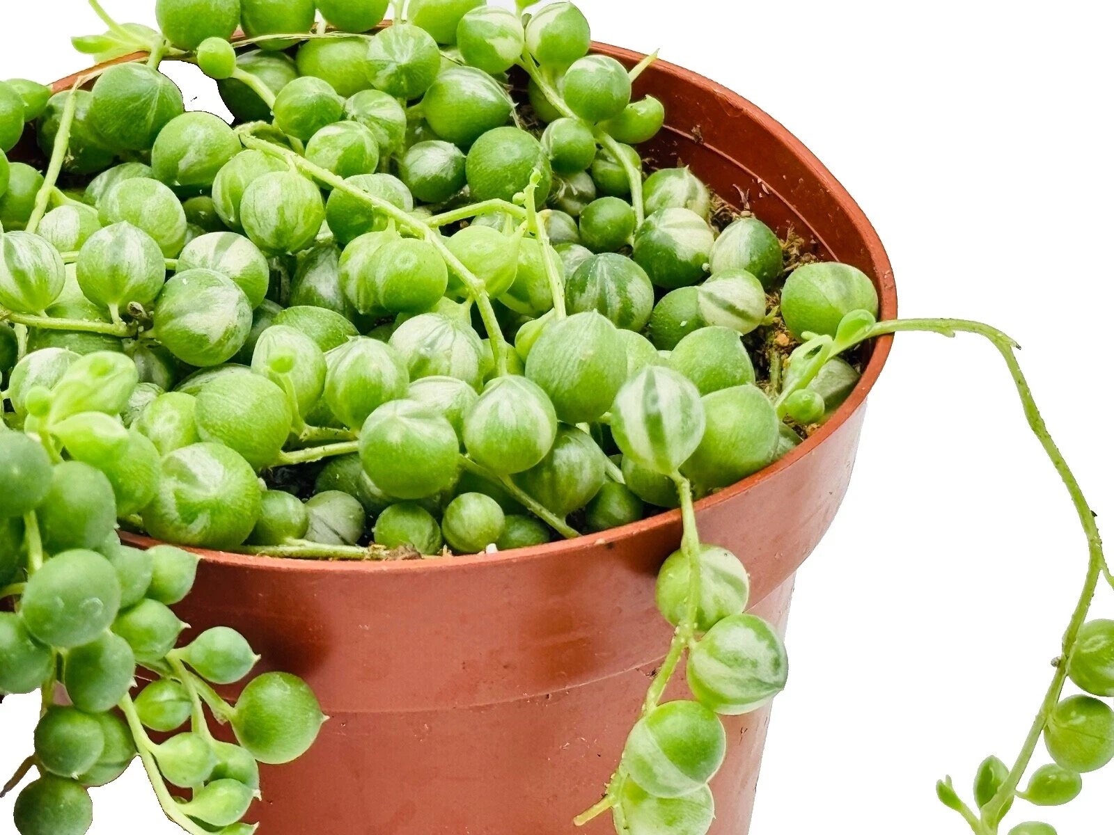 Spring Full Shade Plants, Seeds & Bulbs