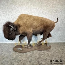 #29620 EL | American Buffalo (Bison) Life-Size Taxidermy Mount For Sale