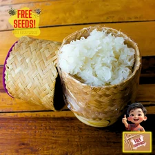 Fresh Thai White Sticky Rice Seeds | Nuo Dao Zhong Zi | Heirloom Non-GMO | Grain