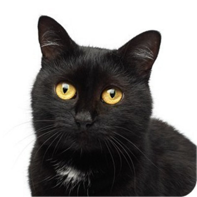 6 Stück Schwarze Katze Haustier Aluminium Untersetzer mit Korkfüßen in einer Geschenkbox