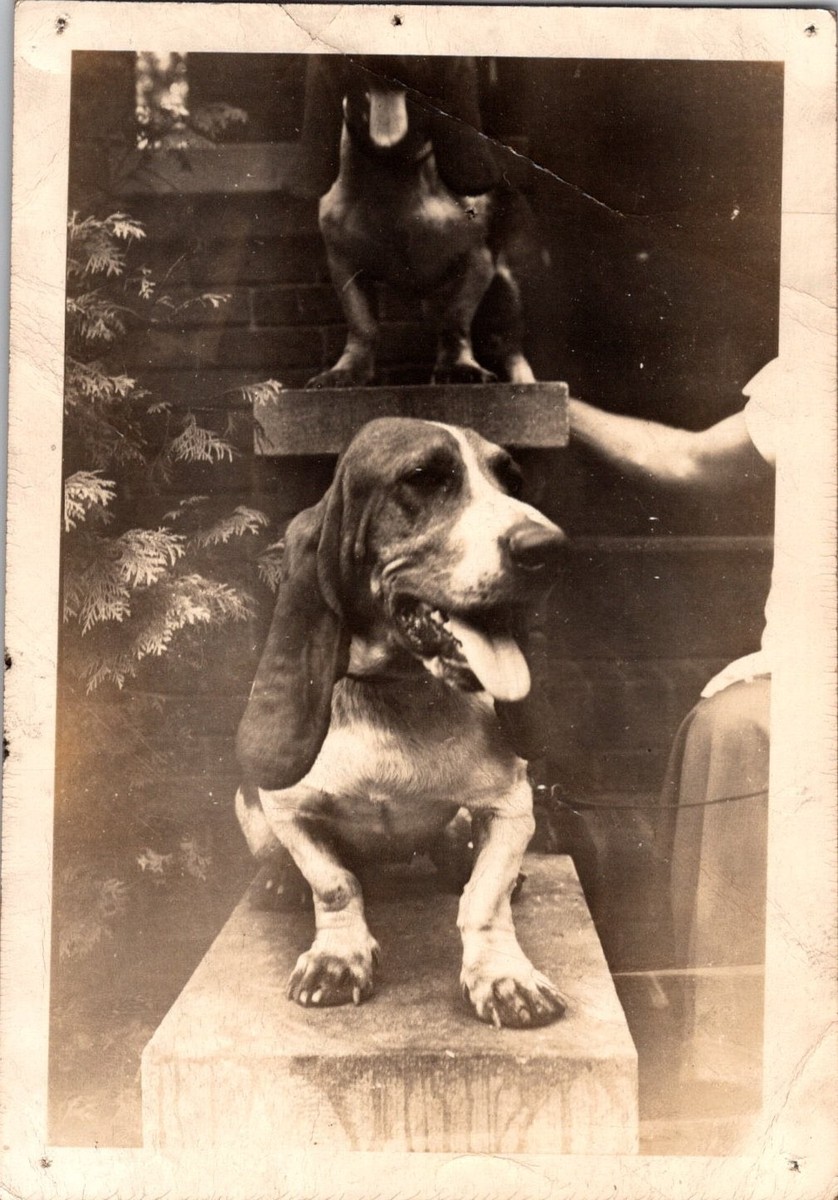 Vintage Original Photo Basset Hound Dog Puppy Sepia Tone 1920s