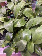 Peace Lily Spathiphyllum 3 Pack Live Rooted Starter Plants Growers