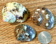 3 TURBO SEA SHELLS FOR YOUR GROWING HERMIT CRAB