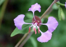 200+ Clarkia Seeds - Mix (Clarkia unguiculata) Non-GMO,ornamental flower Seeds