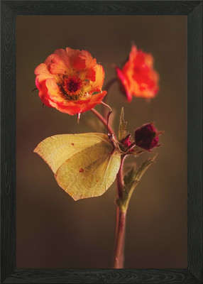 Schmetterling auf orange Blume gerahmtes Wandbild Poster Leinwanddruck Bild