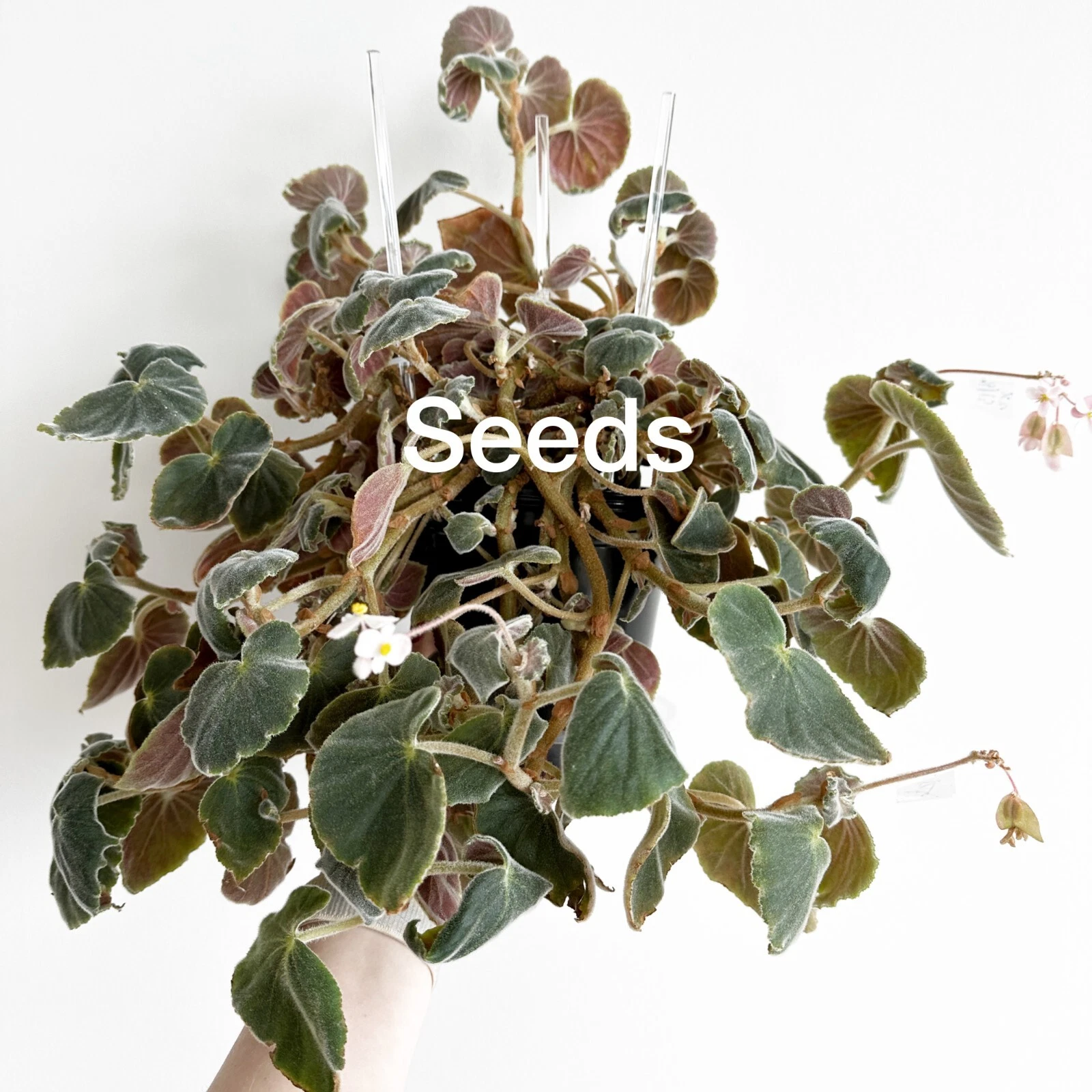 Begonia tomentosa 40+ seeds - FREE domestic shipping
Opens in a new window or tab