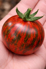 100 Heirloom Black Zebra Cherry Tomato Seeds Huge 3 4oz Indeterminate Cherry