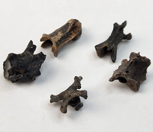 Bird Vertebra Fossil - Florida - Pleistocene Ice Age - 1 Per Purchase