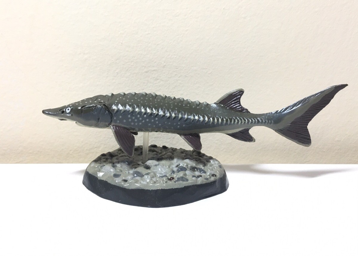 Colorata Japan Exclusive Chinese Sturgeon Fossil Fish Figure B | eBay