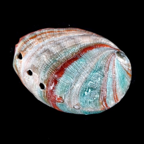 Abalone Pink Haliotis Natural Polished seashell 7-9cm - Picture 3 of 8