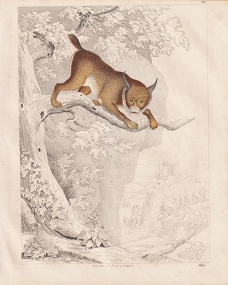 Luchs lynx Luchse Lithographie lithograph - 1844