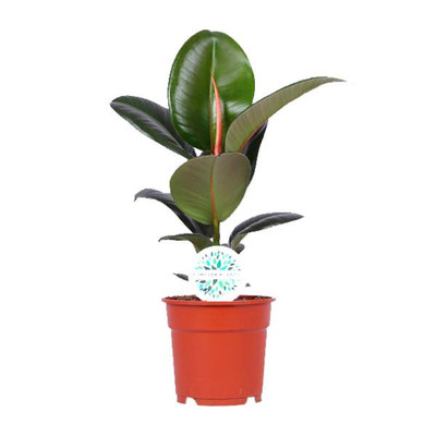 Ficus elastica Robusta - Zimmerpflanze Ø17cm - L55cm