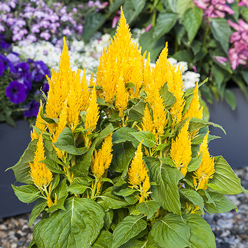 CELOSIA BRIGHT SPARKS BRIGHT YELLOW 500 SEEDS