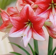 Amaryllis Showmaster 2 Seed Pods For Landscaping Or Indoor Blooms