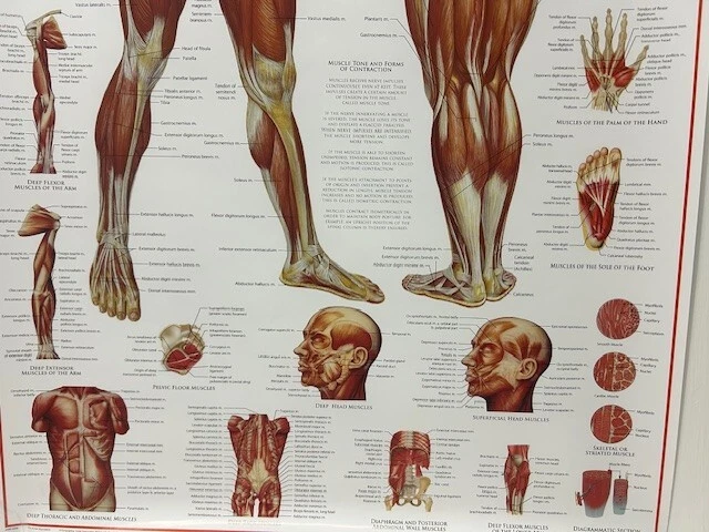 The Human Musculature Poster (Size: 24" X 36")- NEW - Image 3 of 3