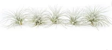 Rare Tectorum Ecuador Air Plants - Bright White - Sale Packs
