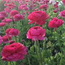 Easy to Grow Italian Ranunculus Elegance Ciclamino 5 Plant Bulbs, Zones 8-10