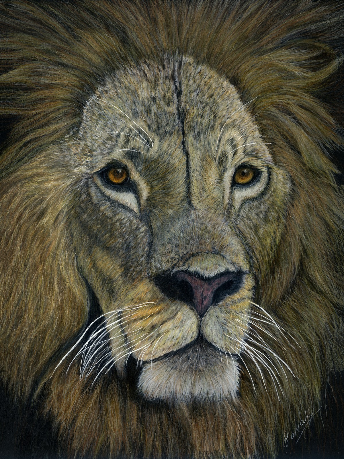 León, un Original Big Cat Vida Silvestre Color Lápiz Dibujo en Tarjeta de Arte Negro,