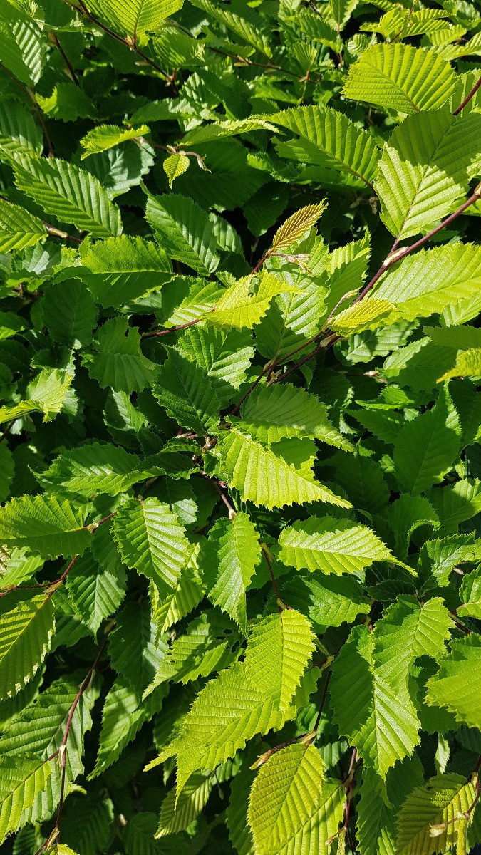 Charme commun Carpinus betulus idéal pour clôture végétale occultante