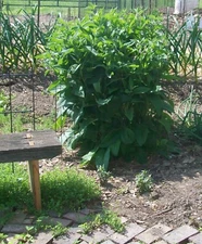 Bocking 14 Comfrey, Bare Root Plant from my Indiana Homestead "Organic Garden"