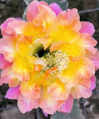 Cactus Succulent Plant Echinopsis Schick Hybrid Garden Beautiful Plants 3cm