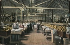 Orange Packing California, CA 1908 Bakersfield Antique Original Vintage Postcard